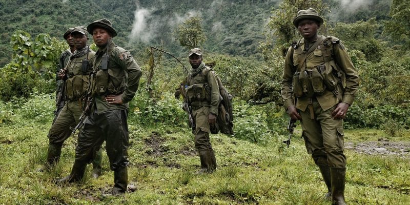 RDC : 14 ONG accusent les rebelles du M23 de pillage dans le parc des Virunga