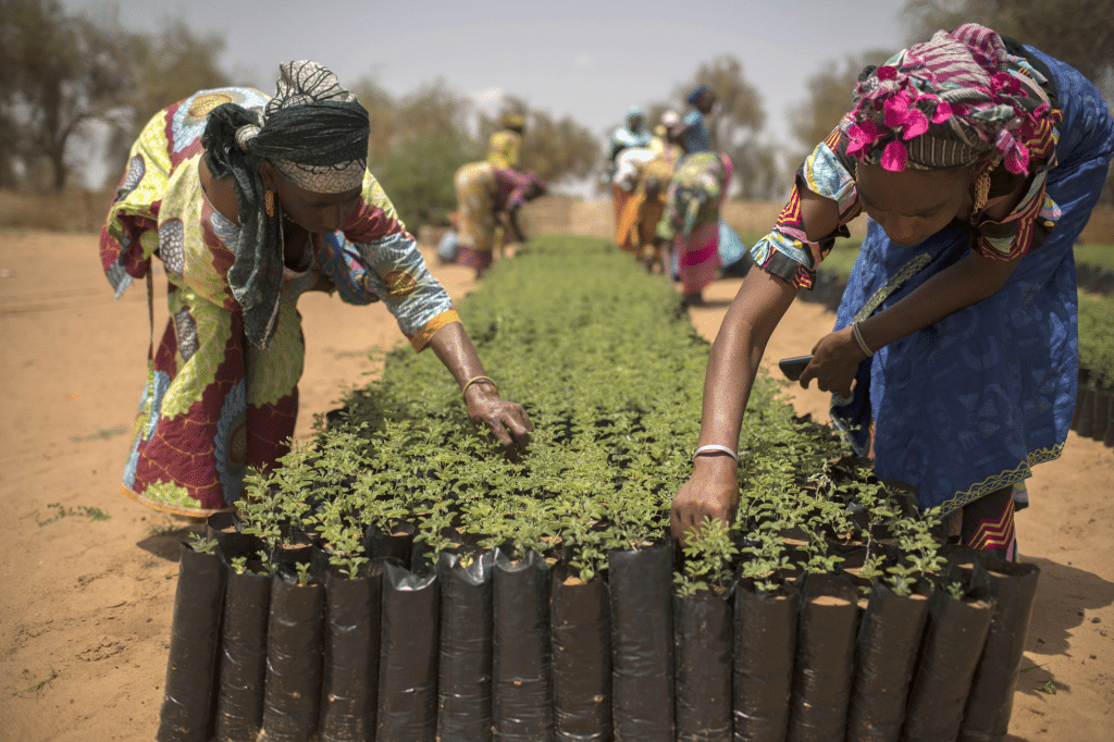 CAMEROUN : « Diocèse vert », une opération pour la plantation de 6 000 arbres à Maroua ©FAO
