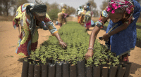 CAMEROUN : « Diocèse vert », une opération pour la plantation de 6 000 arbres à Maroua ©FAO
