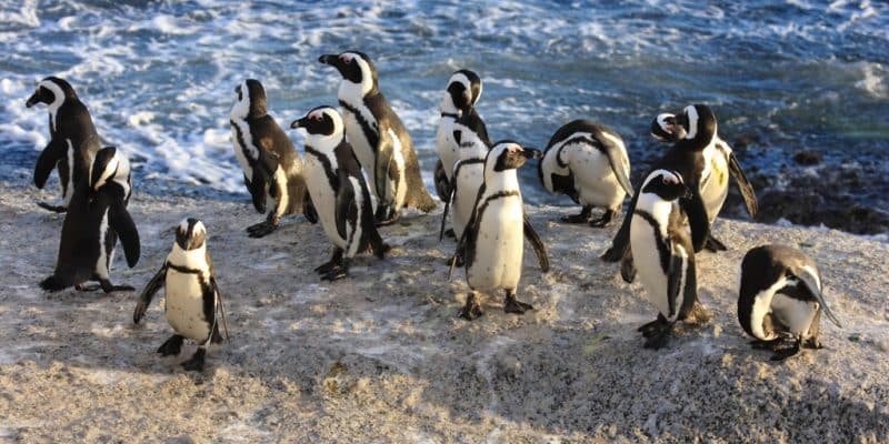 SOUTH AFRICA: Pretoria limits fishing to halt the decline of the Cape penguin © francesco de marco/Shutterstock