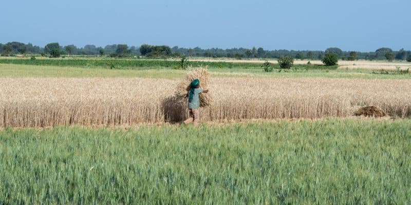 ÉTHIOPIE : une assistance technique du GCA pour la culture du blé résilient au climat ©Hailu Wudineh TSEGAYE/Shutterstock