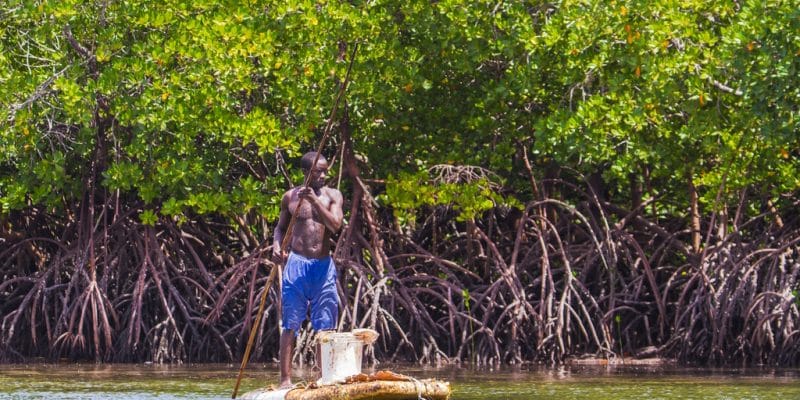 GABON: government to award prizes for digital solutions to protect the mangrove swamp© Marius Dobilas/Shutterstock