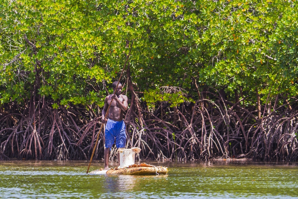 GABON : l’État va primer des solutions digitales sur la protection de la mangrove © Marius Dobilas/Shutterstock