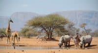 AFRIQUE : lancement de la 2e phase du programme SWM pour la protection de la faune©Andrea L Barnes/Shutterstock