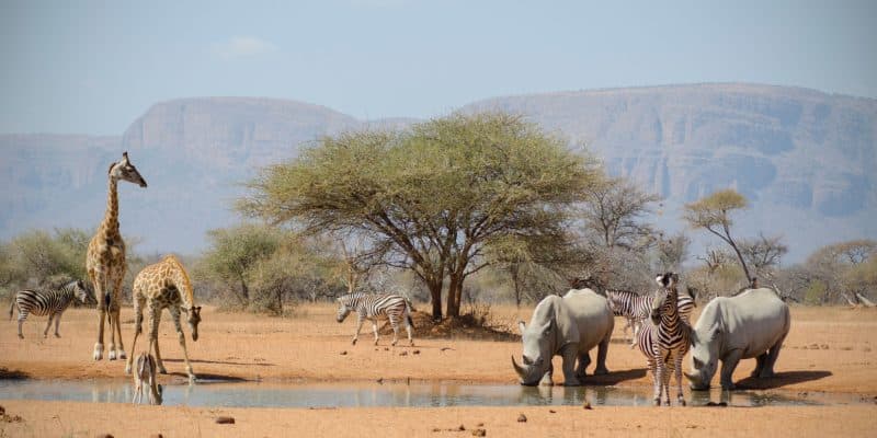 AFRIQUE : lancement de la 2e phase du programme SWM pour la protection de la faune©Andrea L Barnes/Shutterstock