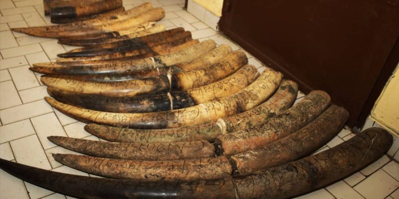GABON: ivory trafficking to Cameroon, new suspects arrested