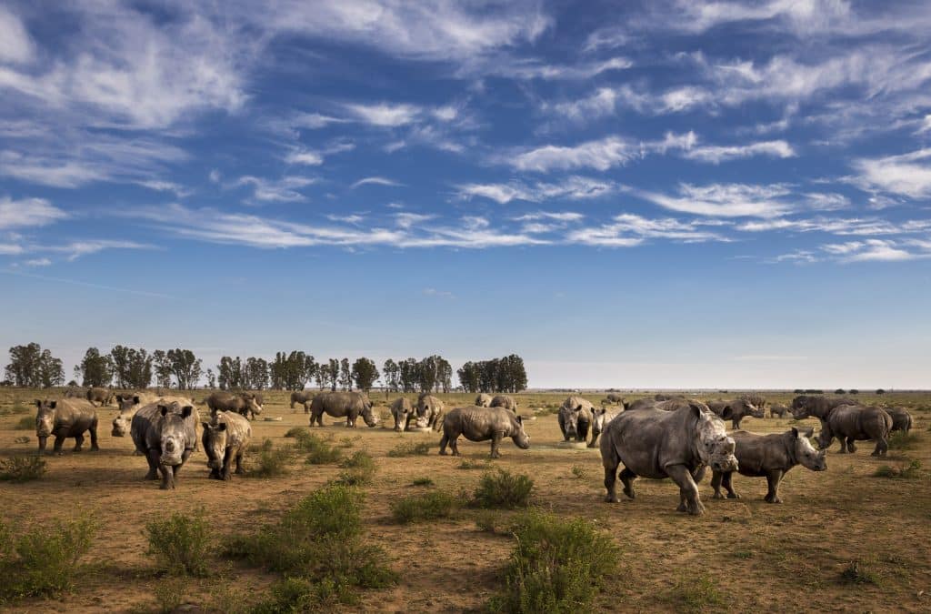 AFRICA: Platinum Rhino Farm bought out in extremis, but will be closed © African Parks