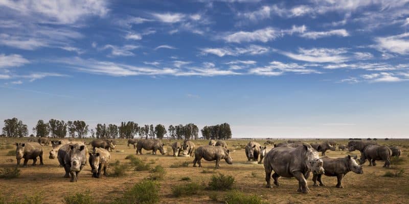 AFRIQUE: l’élevage Platinum Rhino racheté in extrémis, mais sera fermé © African Parks