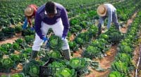 UGANDA: $1.5m from DANIDA to train farmers in modern irrigation techniques ©BearFotos/Shutterstock