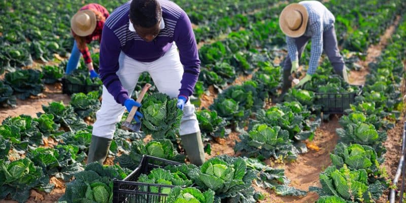 UGANDA: $1.5m from DANIDA to train farmers in modern irrigation techniques ©BearFotos/Shutterstock