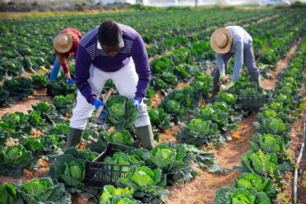 OUGANDA : 1,5 M$ de Danida pour la formation des agriculteurs à l’irrigation moderne © ©BearFotos/Shutterstock
