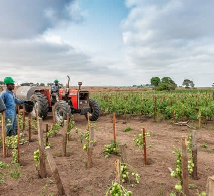 AFRICA: FAO, IFAD and IsDB to cooperate on food security © Andre Silva Pinto /Shutterstock