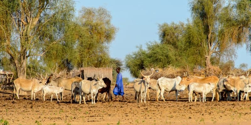 AFRIQUE : face à l’urgence climatique, des engagements concrets de la BOAD