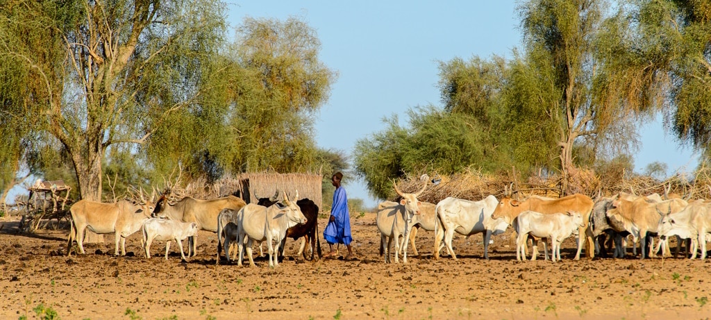 AFRIQUE : face à l’urgence climatique, des engagements concrets de la BOAD