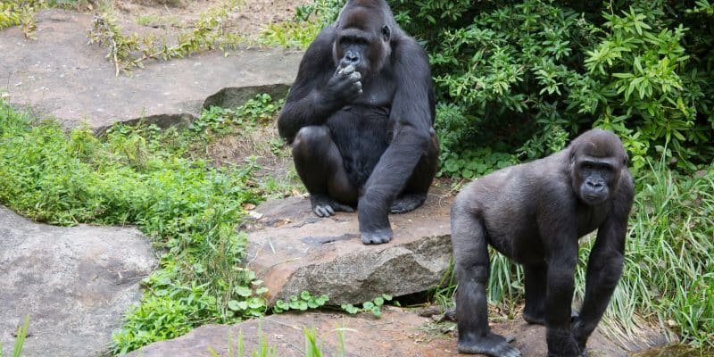 NIGÉRIA : s’inspirer du modèle rwandais pour protection du gorille de Cross River © Dirk M. de Boer/Shutterstock