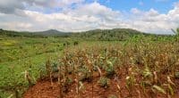 AFRIQUE : le climat met à rude épreuve une agriculture aux rendements insuffisants©Robin Nieuwenkamp/Shutterstock
