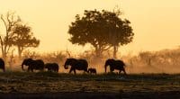 ZIMBABWE : des milliers d’éléphants contraints à la migration par la sécheresse © Lyntree/Shutterstock