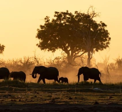 ZIMBABWE : des milliers d’éléphants contraints à la migration par la sécheresse © Lyntree/Shutterstock