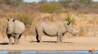AFRIQUE : la population de rhinocéros blancs augmente, la sous-espèce reste menacée©EcoPrint/Shutterstock