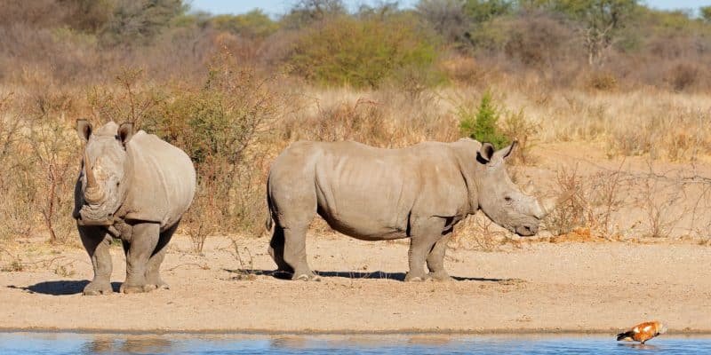 AFRIQUE : la population de rhinocéros blancs augmente, la sous-espèce reste menacée©EcoPrint/Shutterstock