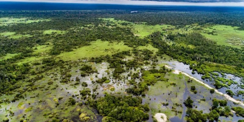 RDC : l’Équateur et cinq autres provinces vont valoriser les tourbières face au climat © Nanang Sujana/CIFOR