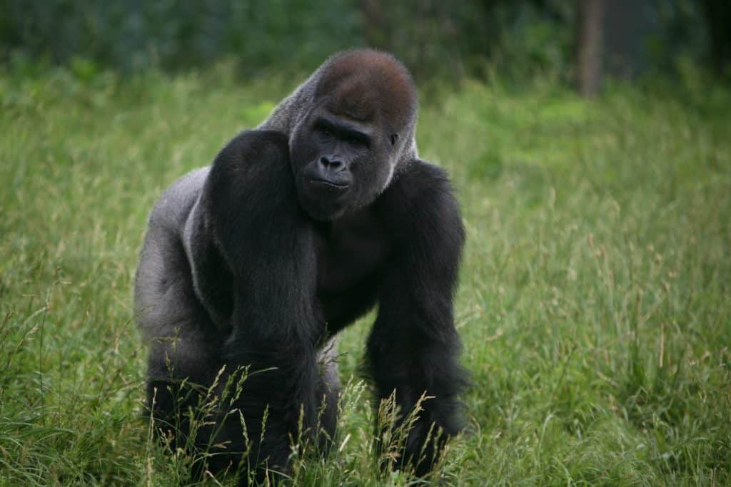 CONGO : le parc de Nouabalé-Ndoki reçoit la certification Gorilla Friendly©Jacek Jasinski/Shutterstock