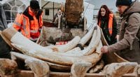 Éléphant africain: 1,8 tonne d’ivoire détruite en France, pour limiter le braconnage©Elisabeth Perotin / IFAW