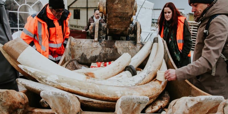 Éléphant africain: 1,8 tonne d’ivoire détruite en France, pour limiter le braconnage©Elisabeth Perotin / IFAW