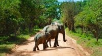 TOGO: the National Office of Protected Areas is created, a step forward for the ODD15 ©Government of Togo