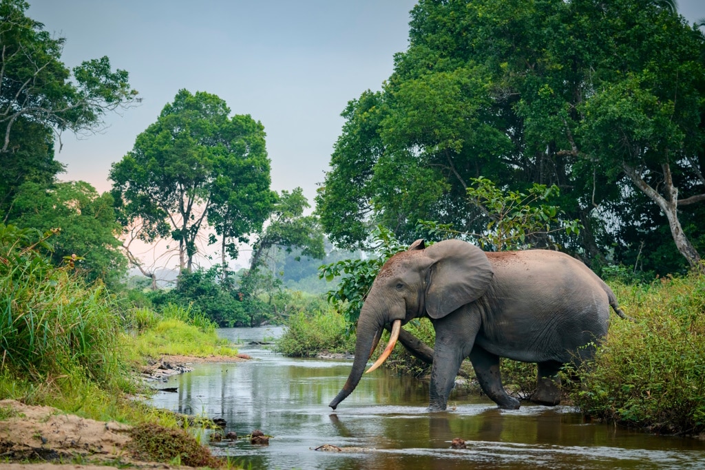 COP28 : la France et l’UE promettent 50 M$ pour la gestion des écosystèmes au Congo © Roger de la Harpe/Shutterstock