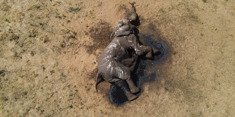 ZIMBABWE: la sécheresse tue plus 100 éléphants en trois mois