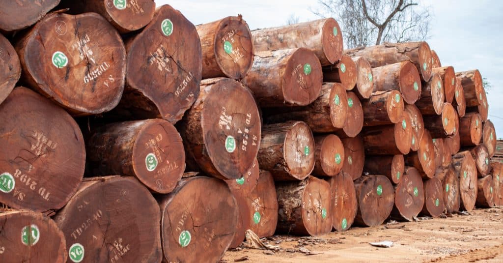 CONGO : l'ATIBT va éliminer les préjugés qui pèsent sur l’exploitation forestière ©Ayotography
