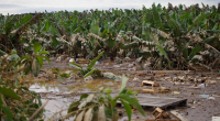 Inondations, sécheresse… les agricultures africains bientôt assurés à hauteur de 1Md$ ©Nelson Antoine/Shutterstock