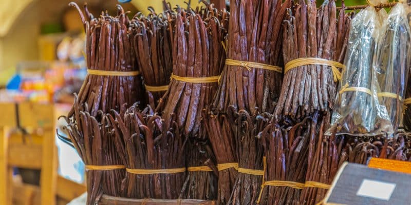MADAGASCAR : la culture de la vanille en forêt menace 47% des espèces endémiques©Framalicious/Shutterstock
