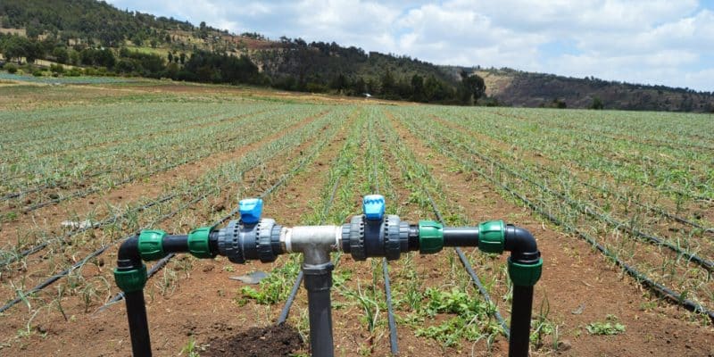 MENA: Reuse and modern irrigation to be accelerated in 2024 ahead of the water crisis©Davis Odwuor/Shutterstock