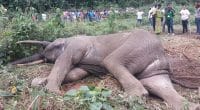 GABON : le gouvernement de transition réajuste sa décision sur l’abattage d’éléphants ©Vegan Corporation