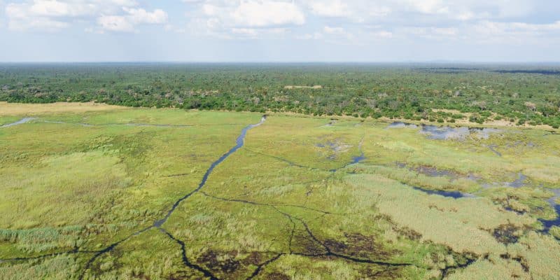 MOZAMBIQUE: le déclin des forêts du Miombo préoccupe le président Filipe Nyusi© The Law of Adventures/Shutterstock