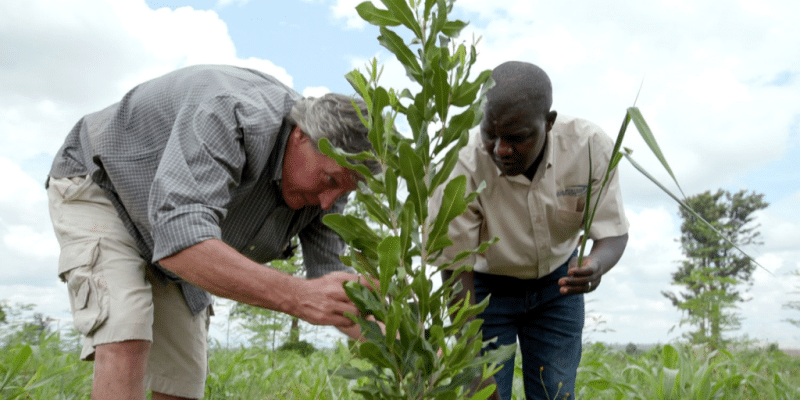 Kenya/Tanzania: Mirova invests $8.5 million in "sustainable" macadamia cultivation © Pamoja