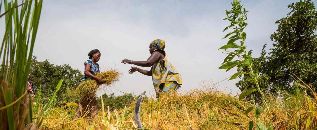 GAMBIA: the AfDB grants $16M to strengthen food security in the face of climate change ©AfDB