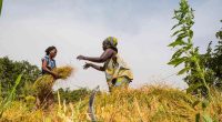 GAMBIE : la BAD octroie 16 M$ pour renforcer la sécurité alimentaire face au climat ©BAD
