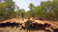 CÔTE D’IVOIRE : saisie de 3000 madriers de bois issus du sciage illégal à Zandougou © Ministère ivoirien des Eaux et forêts