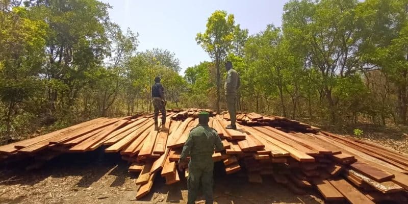 CÔTE D’IVOIRE : saisie de 3000 madriers de bois issus du sciage illégal à Zandougou © Ministère ivoirien des Eaux et forêts