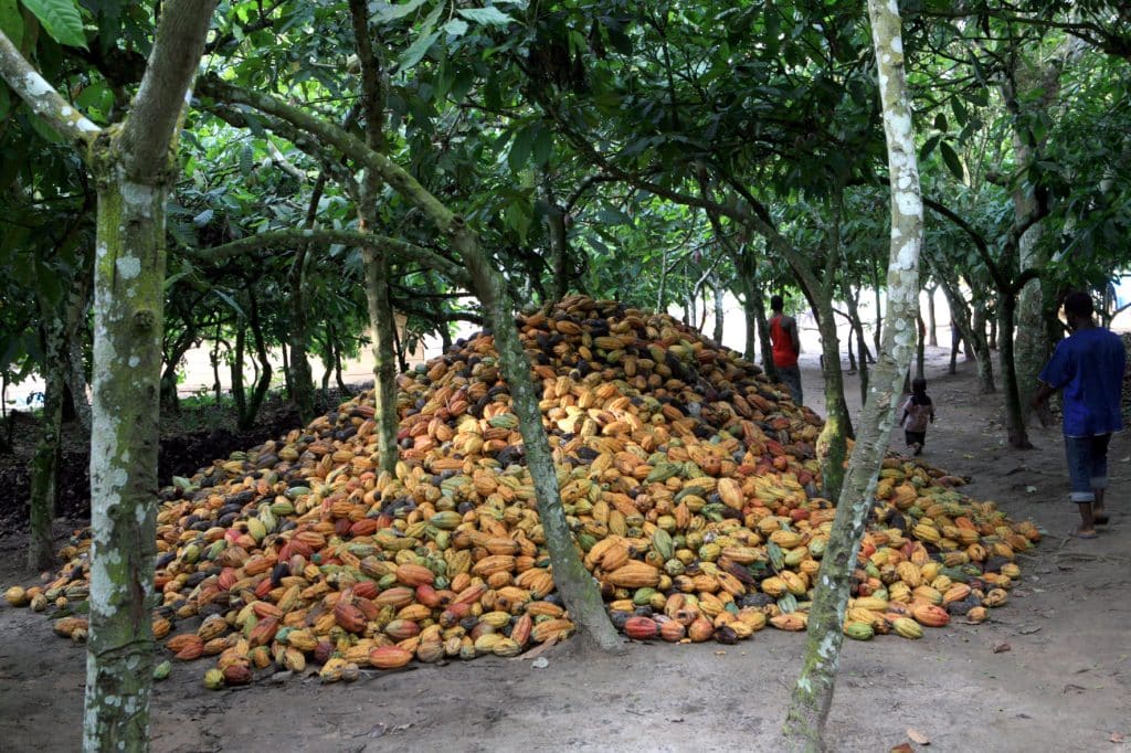 AFRIQUE DE L'OUEST : deux nouveaux outils de lutte contre la déforestation du cacao