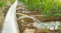 CAMEROON: The State regulates the use of irrigation water in the face of shortages©WH_Pics/Shutterstock