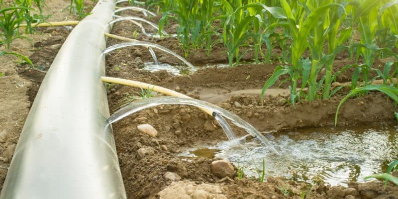 CAMEROUN : l’État régule l’utilisation de l’eau d’irrigation face aux pénuries ©WH_Pics/Shutterstock