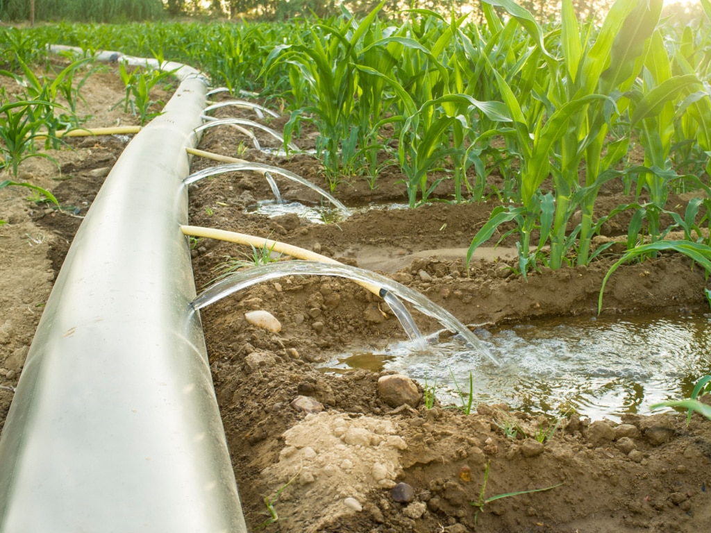 CAMEROUN : l’État régule l’utilisation de l’eau d’irrigation face aux pénuries ©WH_Pics/Shutterstock