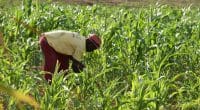 SENEGAL: $20m from the AfDB to improve access to water on agricultural farms©TG23/Shutterstock