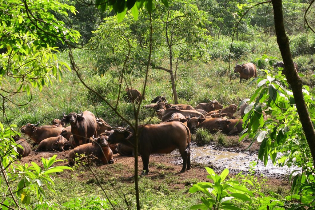 RCA : la population d’animaux sauvages en hausse dans la réserve de Chinko© African Parks Network