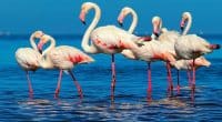 Rising water levels threaten Africa’s pink flamingos in the Great Lakes region©Yulia Lakeienko/Shutterstock