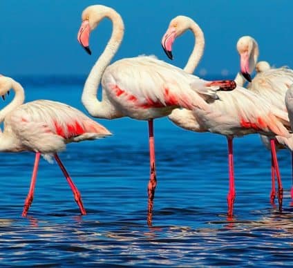 Rising water levels threaten Africa’s pink flamingos in the Great Lakes region©Yulia Lakeienko/Shutterstock